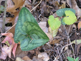 Enlarge photo 39