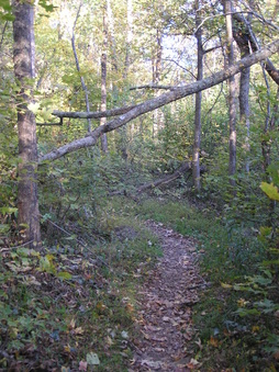 Enlarge photo 40
