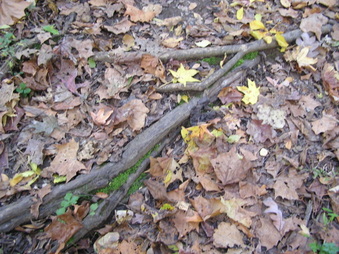 Enlarge photo 41