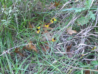 Enlarge photo 49
