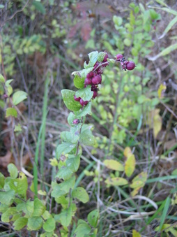 Enlarge photo 42