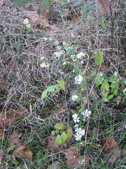 Enlarge photo 43