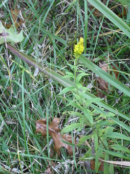 Enlarge photo 46