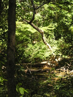 Enlarge photo 52