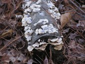 Enlarge photo 31