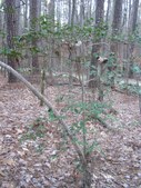 Enlarge photo 39