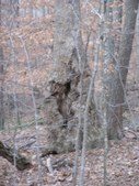 Enlarge photo 41