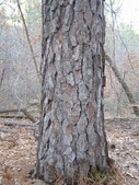Enlarge photo 44