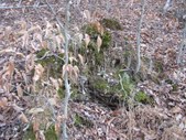 Enlarge photo 48