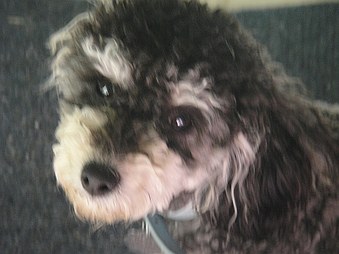 Bella.6.2010