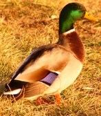 Enlarge photo 13