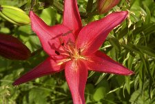 Lilies of the garden