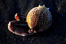 Enlarge photo 34