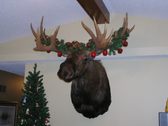Moose
