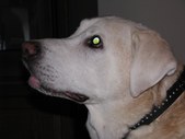 Winston