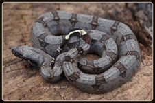 São Paulo, Brazil (Boa c. amarali)