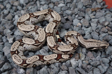 North Brazilian Boa - Litter 2