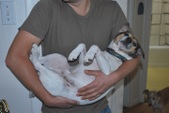 Ace ADOPTED!!