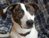 Alfie- Adopted!