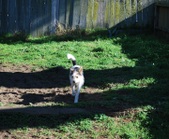 Austin Bob- ADOPTED:)