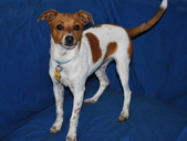 Biscuit ADOPTED :)