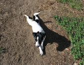Enlarge photo 5