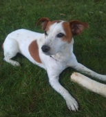 Casey ADOPTED :)
