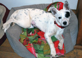 Connie ADOPTED :)
