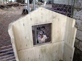 Cullie ADOPTED:)