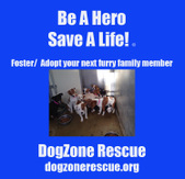 Dogzone Rescue dogs