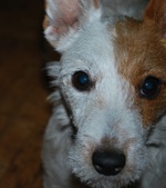 Jewel ADOPTED:)