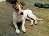 Marco ADOPTED :)