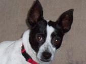 Puddin ADOPTED: )