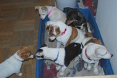 Pups -ADOPTED!