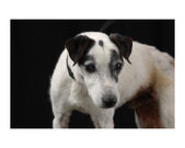 Radio~~Adopted: )