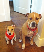Snazzy -ADOPTED: )