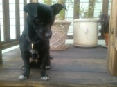 Toby ADOPTED!!