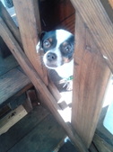 Willi ADOPTED:)