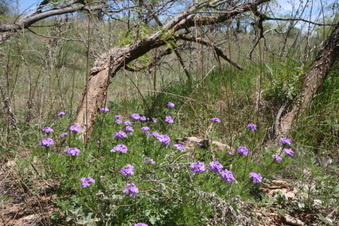 Enlarge photo 90