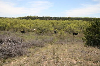 Enlarge photo 96