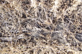 Enlarge photo 116