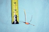 Enlarge photo 57