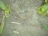 Enlarge photo 116