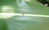 Enlarge photo 115