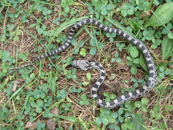 Enlarge photo 7