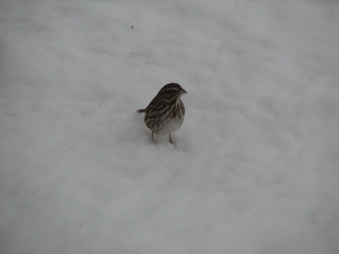 Enlarge photo 15