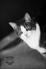 Enlarge photo 45