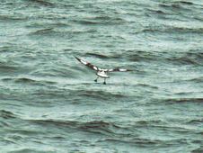 Enlarge photo 84