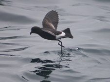 Enlarge photo 72