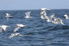 Enlarge photo 74